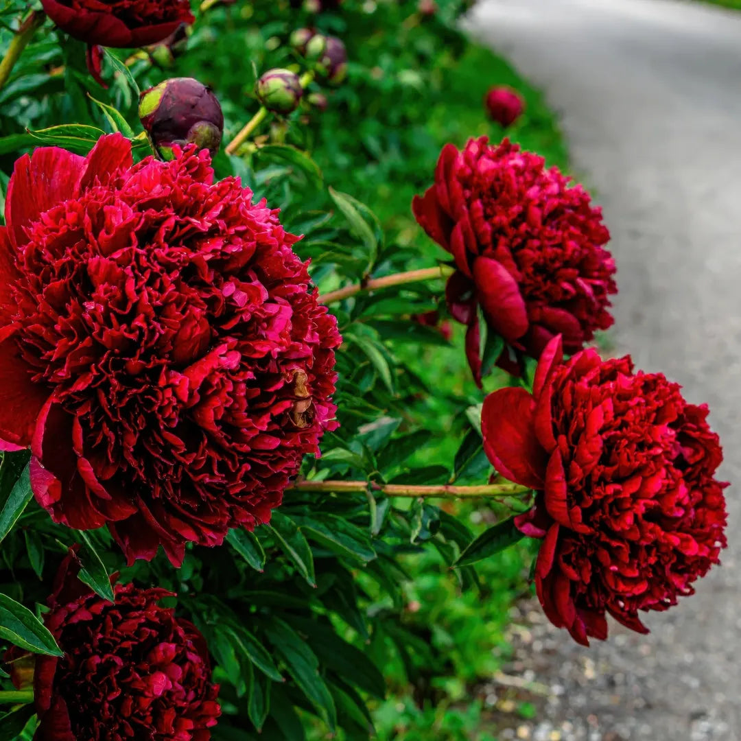 bulbi bujori Paeonia Red Charm