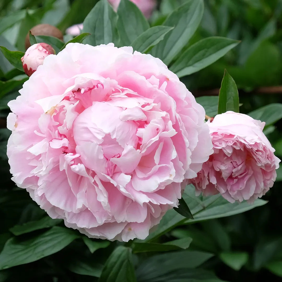 bulbi bujori Paeonia Sarah Bernhardt