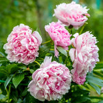 bulbi bujori Paeonia Sarah Bernhardt1
