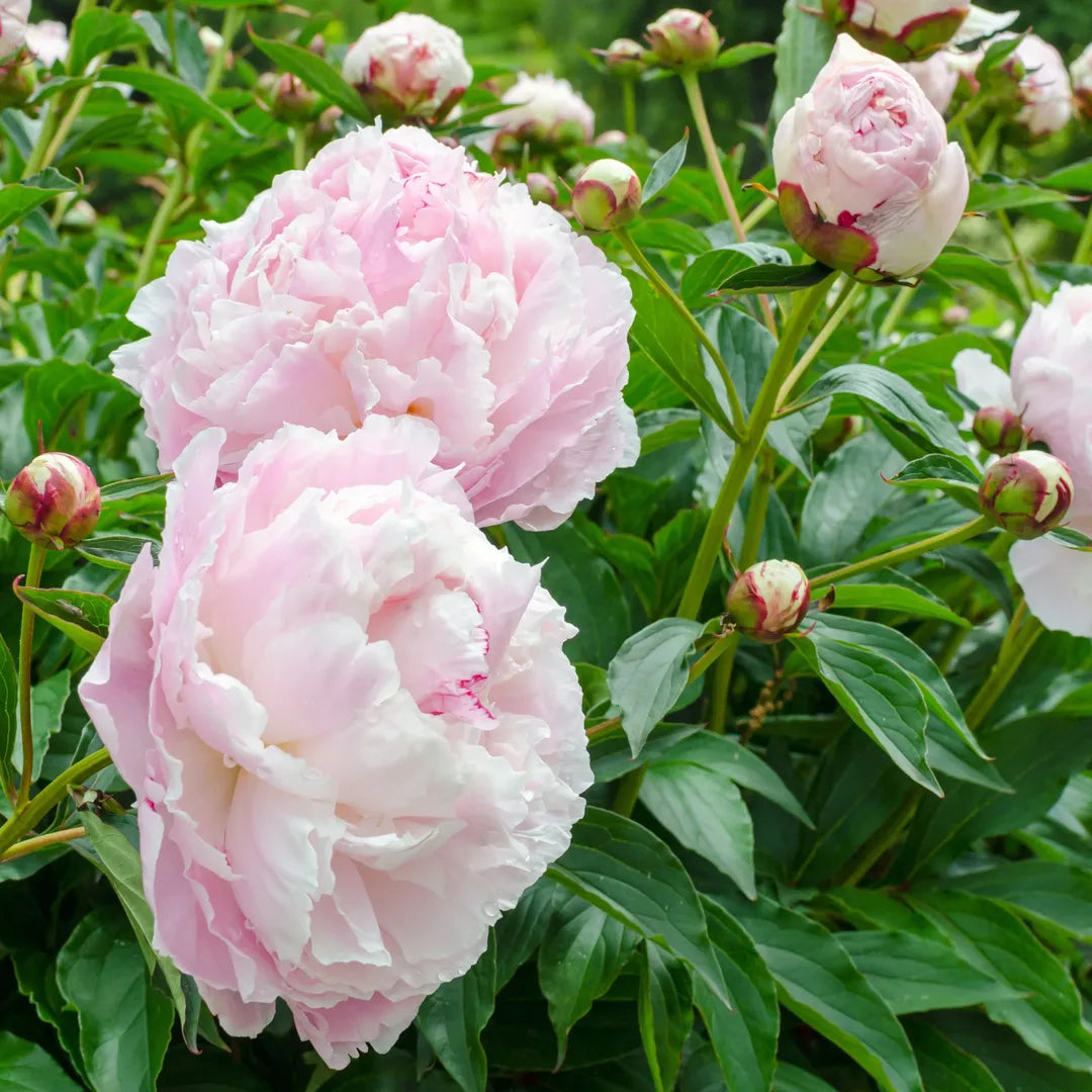 bulbi bujori Paeonia Shirley Temple1