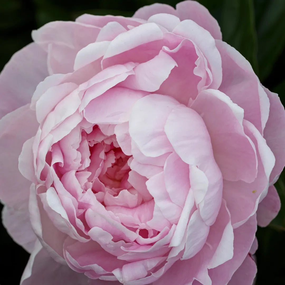 bulbi bujori Paeonia Susie Q