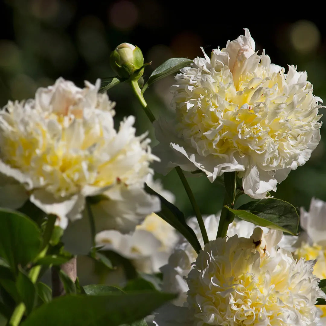bulbi bujori Paeonia Top Brass1