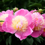 bulbi bujori bowl of beauty1