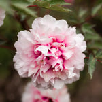 bulbi bujori koningin wilhemina