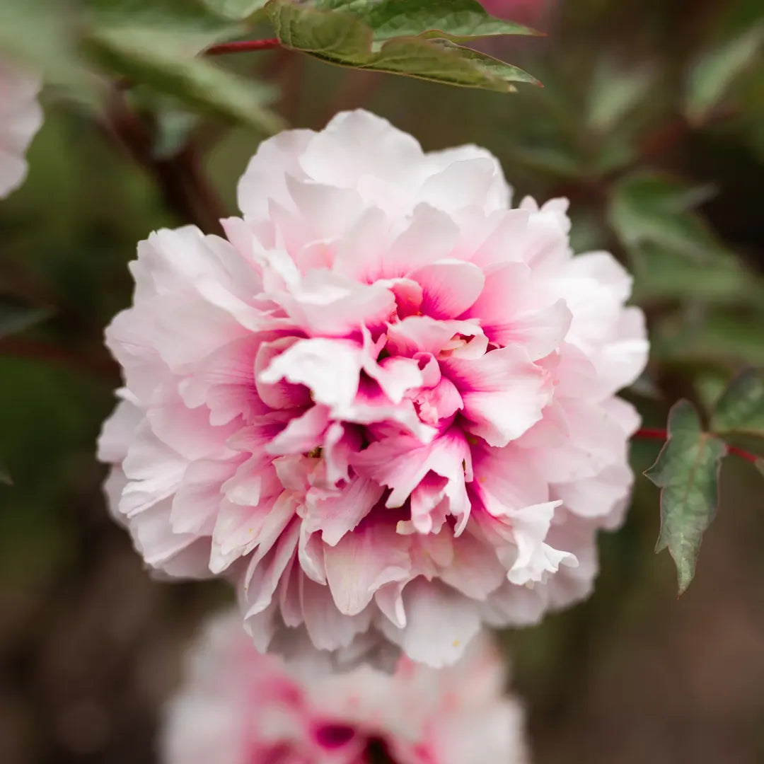 bulbi bujori koningin wilhemina