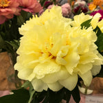 bulbi bujori laura dessert