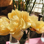 bulbi bujori laura dessert1