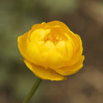 bulbi bujori laura dessert2