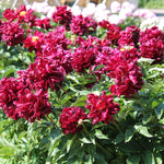 bulbi bujori monsieur martin cahuzac1