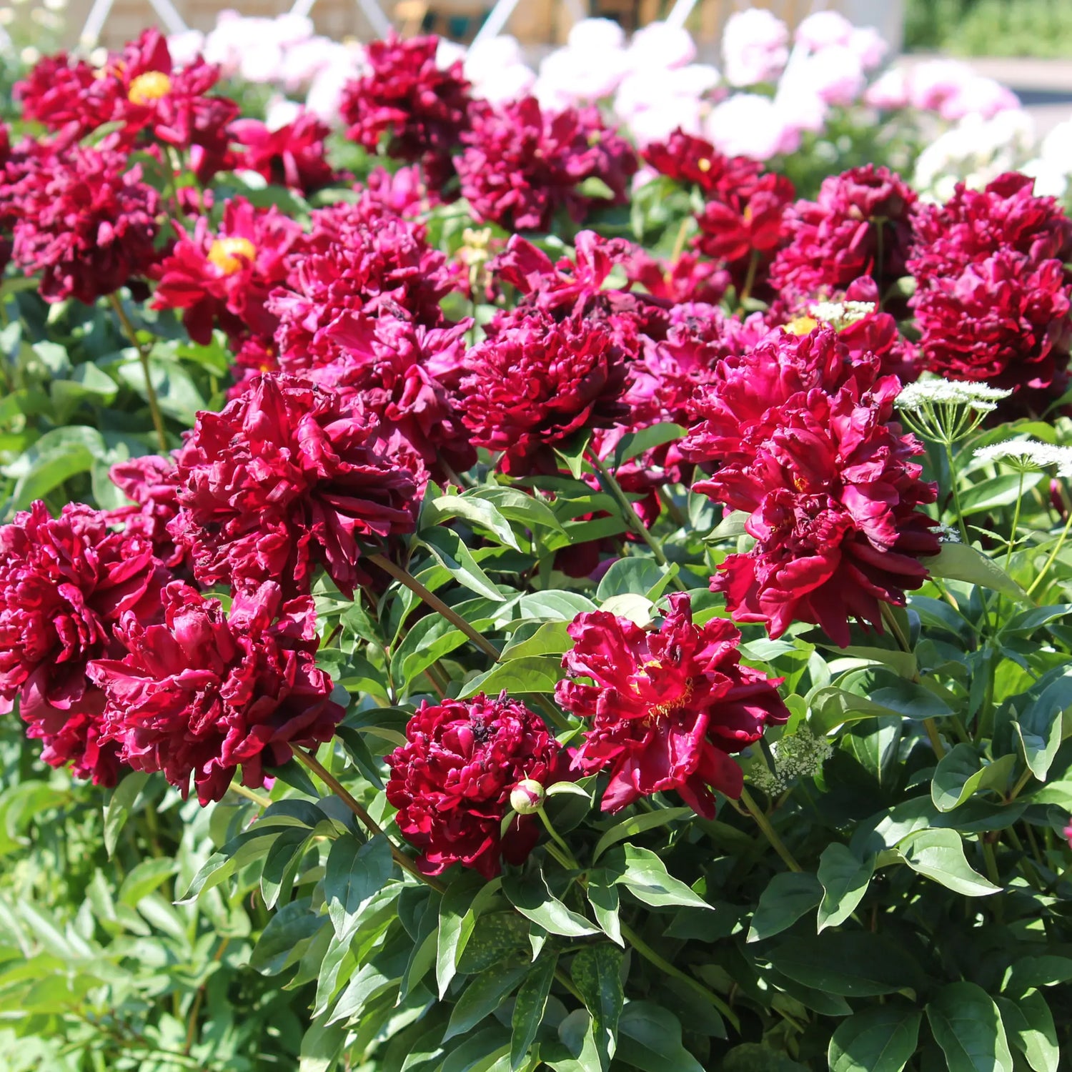 bulbi bujori monsieur martin cahuzac1