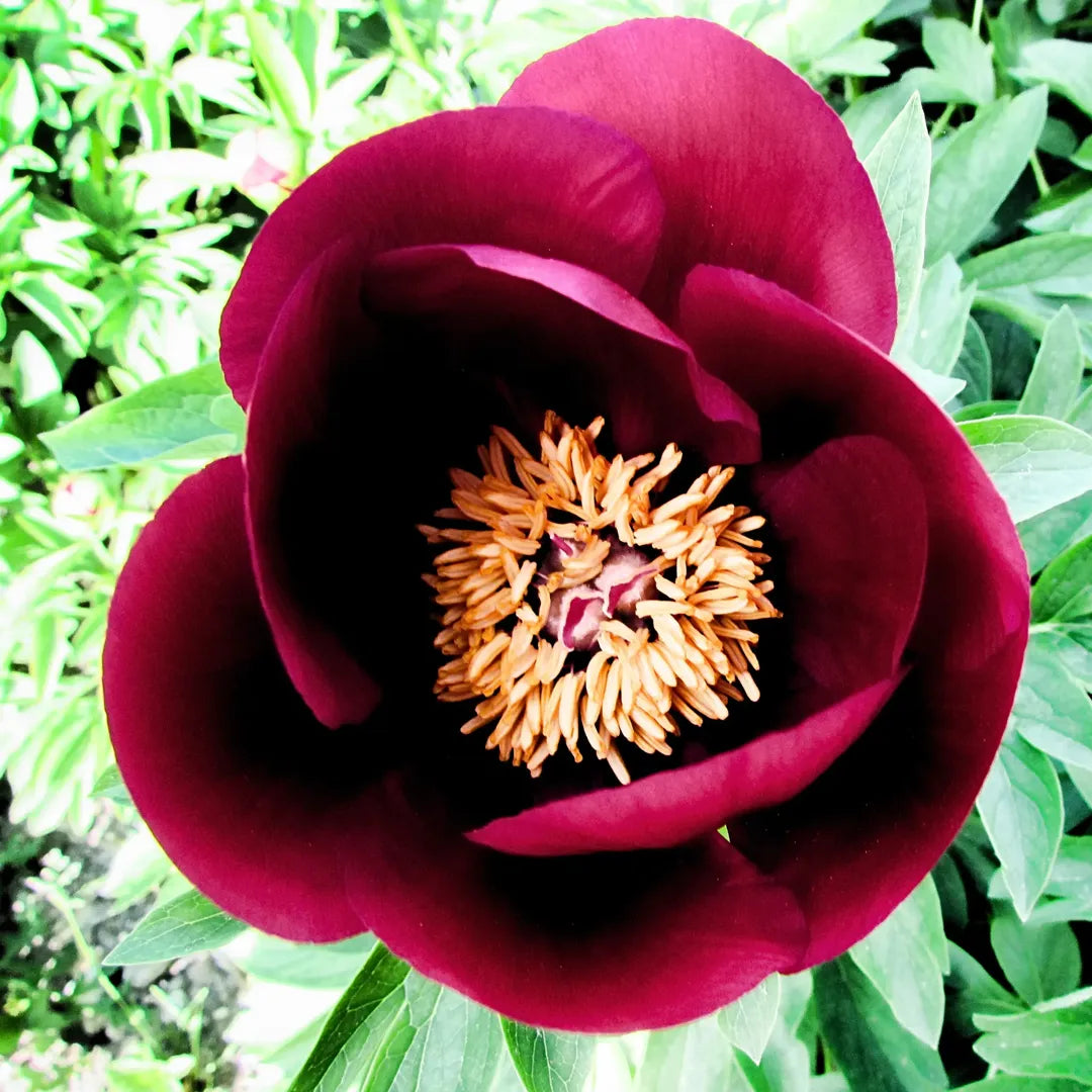 bulbi bujori nippon beauty