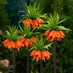 bulbi fritilaria aurora