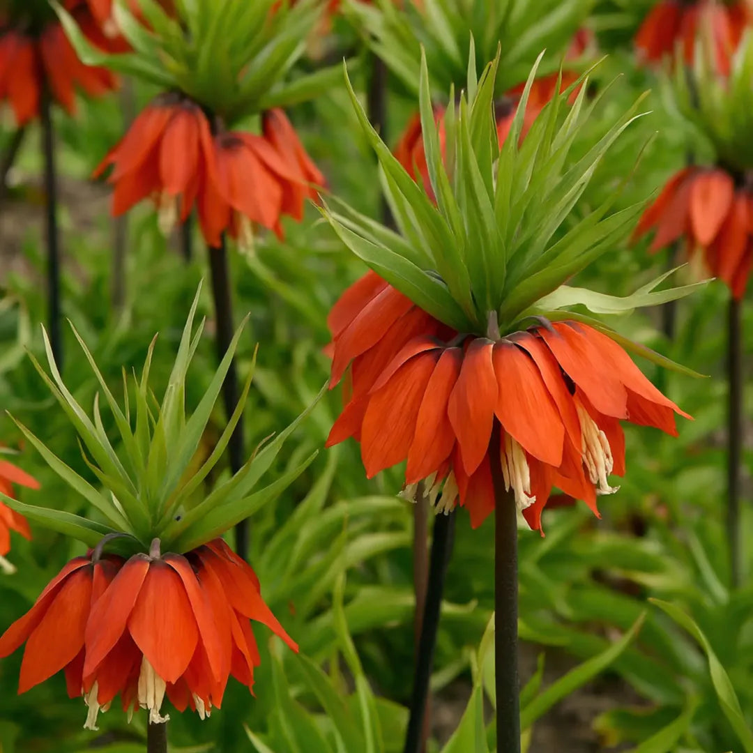 bulbi fritillaria april flame