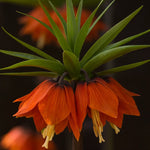 bulbi fritillaria orange brilliant