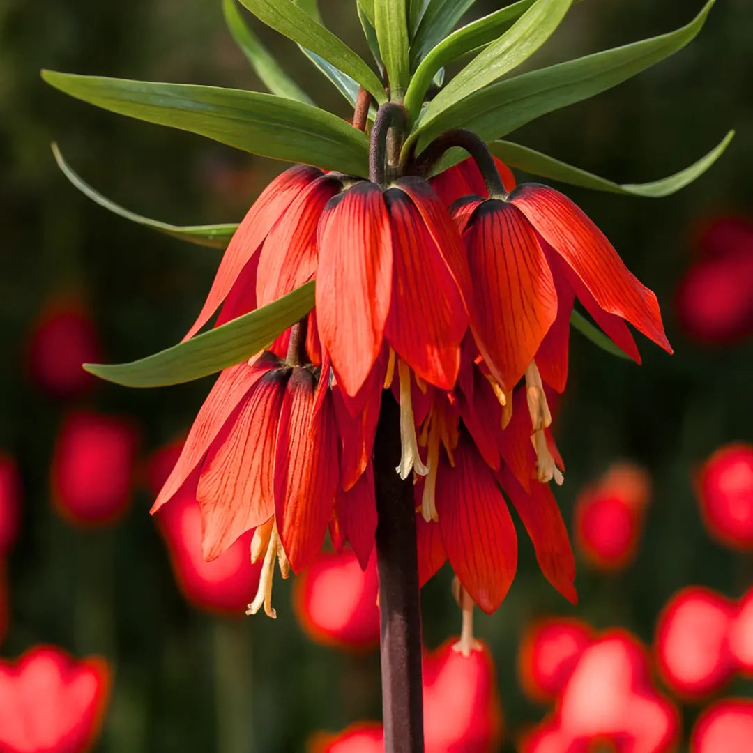 bulbi fritillaria rubra