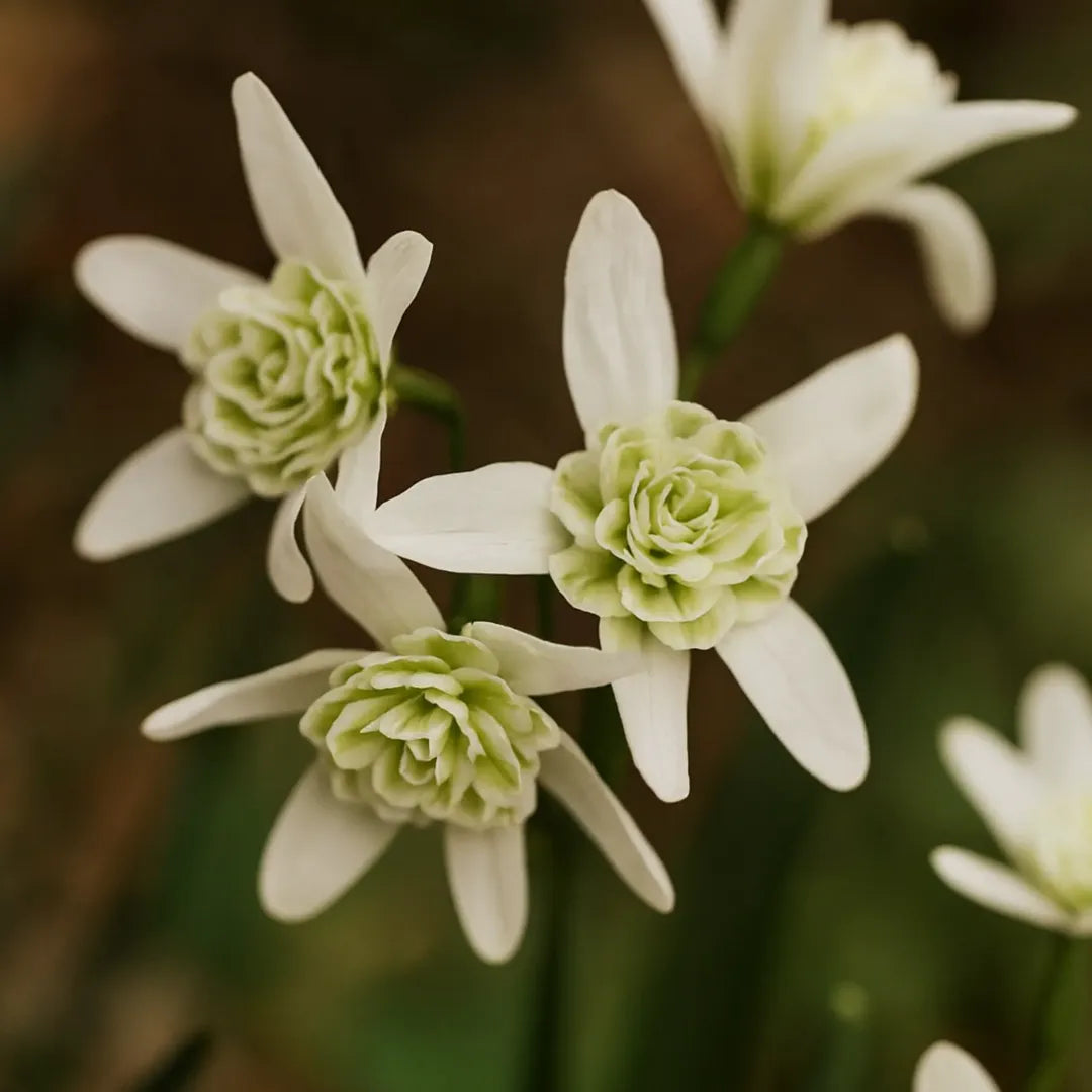 bulbi ghiocei galanthus nivalis flore pleno
