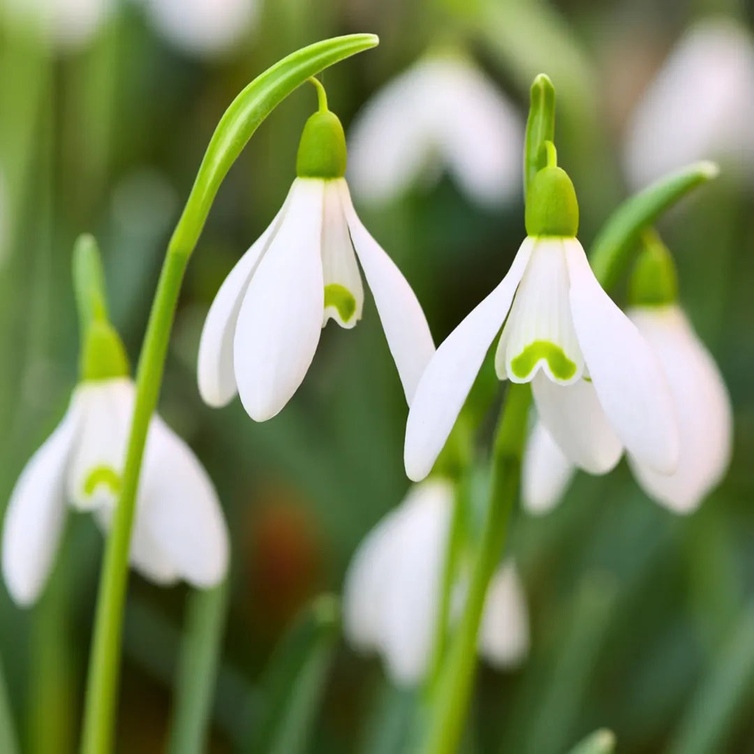 bulbi ghiocei galanthus woronowii