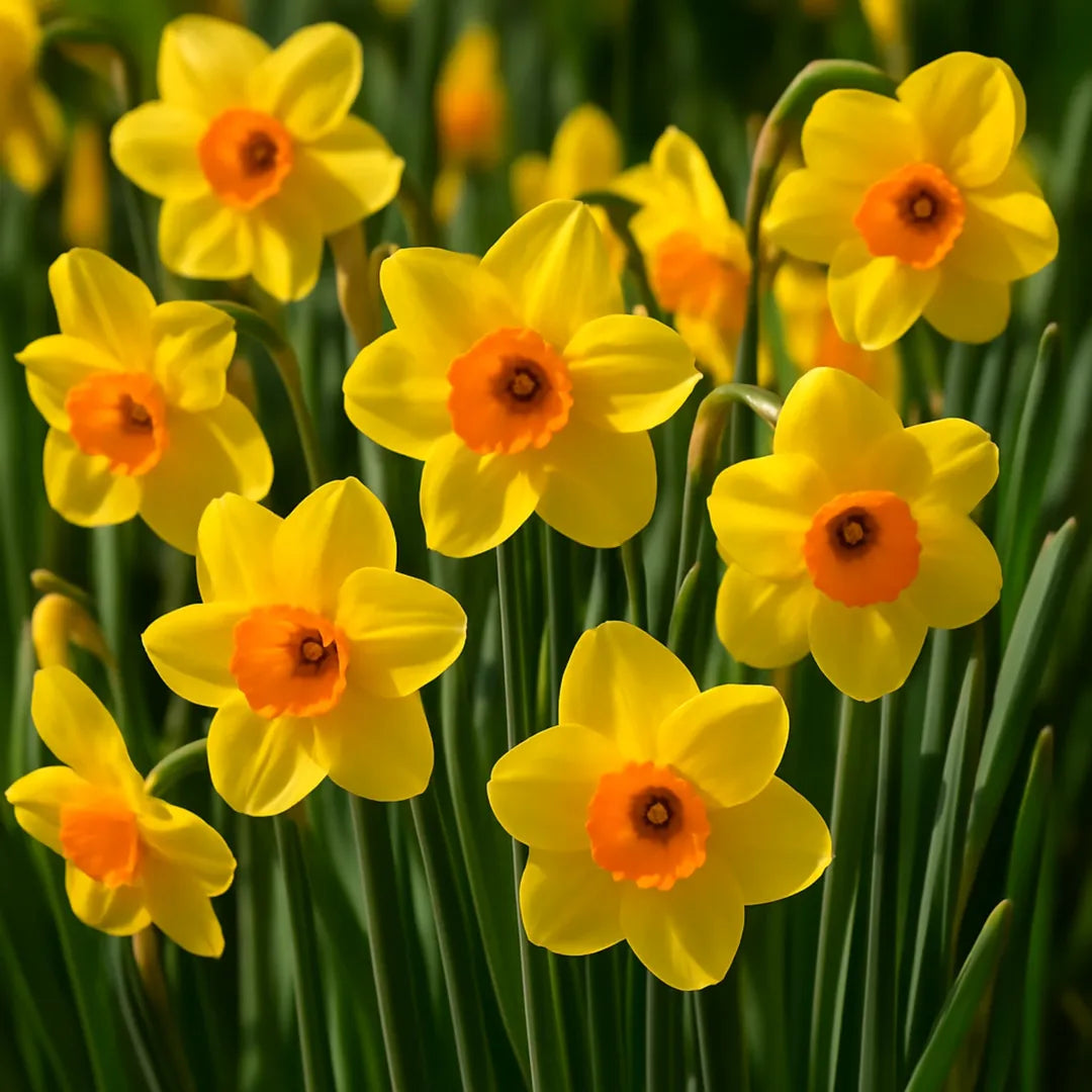 bulbi narcise Narcissus Golden Dawn