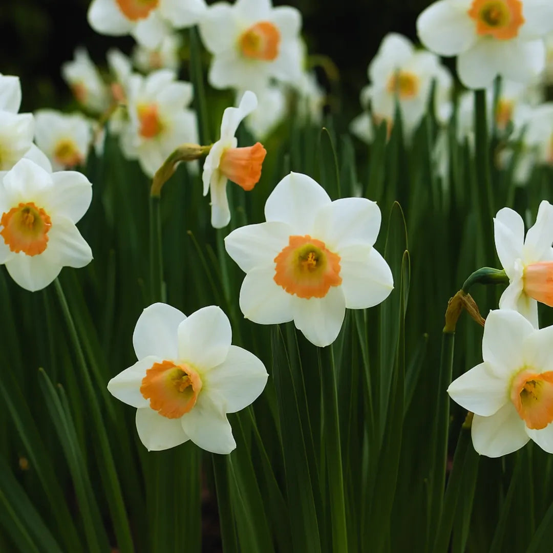 bulbi narcise Narcissus Pink Charm