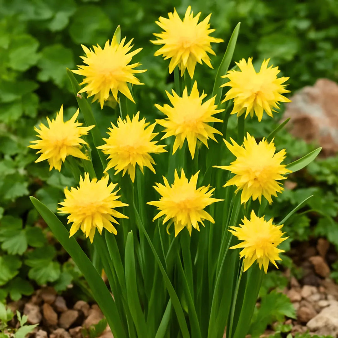 bulbi narcise Narcissus Rip van Winkle