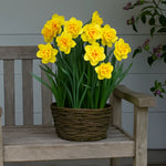 bulbi narcise Narcissus Tahiti