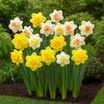 bulbi narcise double mixed