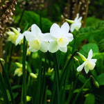 bulbi narcise pueblo