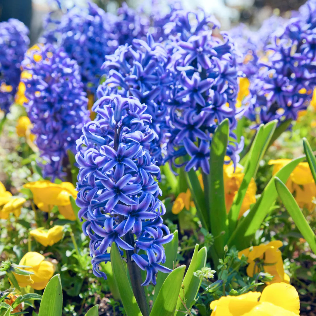 bulbi zambile Blue Pearl