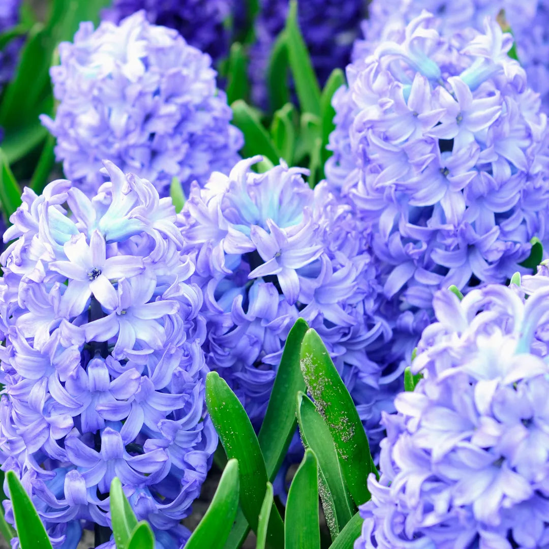 bulbi zambile Delft Blue