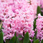 bulbi zambile Fondant