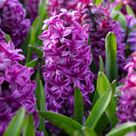 bulbi zambile Miss Saigon