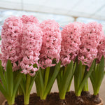 bulbi zambile pink pearl