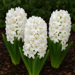 bulbi zambile white pearl