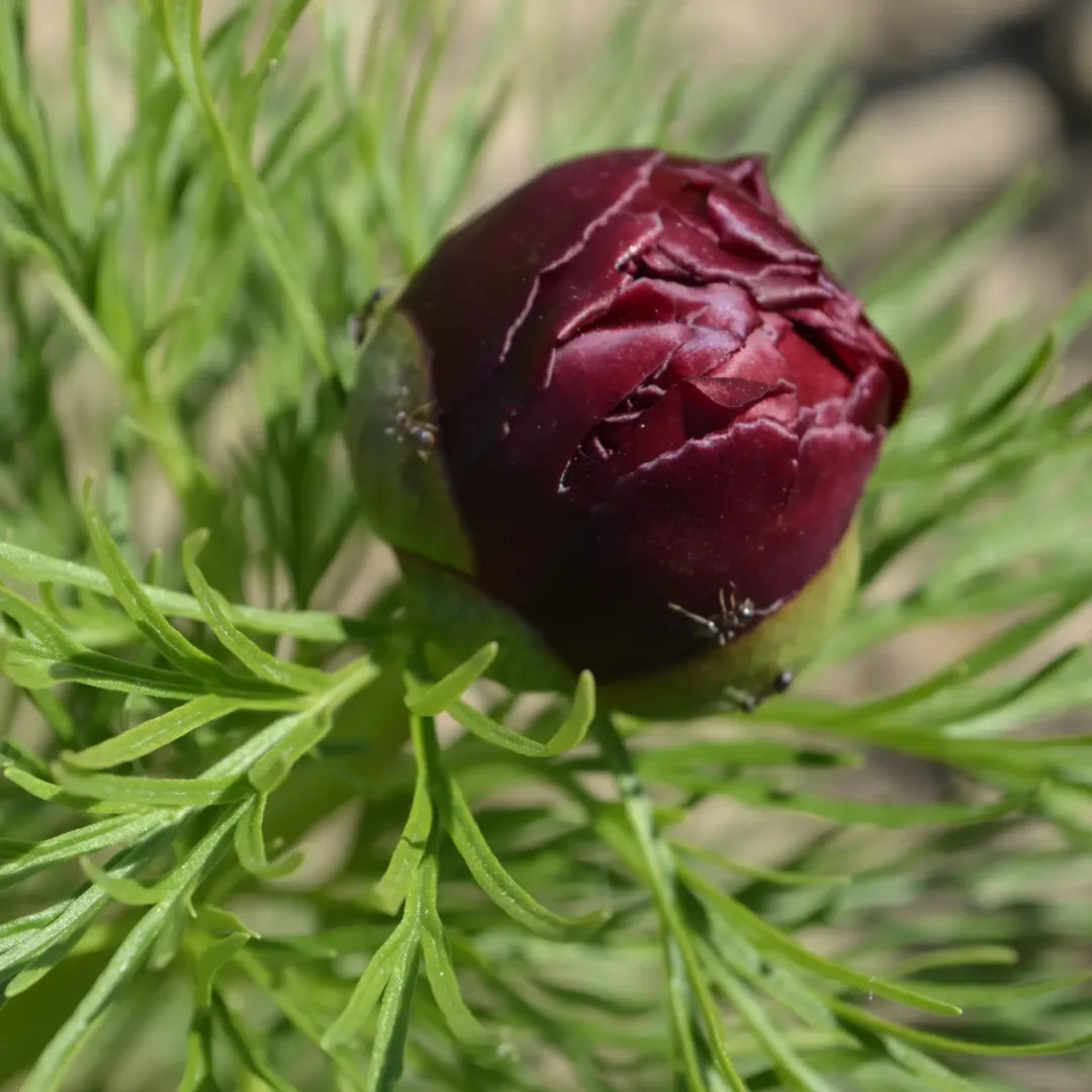 Bulbi Bujori - Paeonia Nippon Beauty - 1 buc | LussoVerde