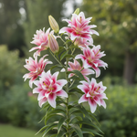 cu mai multe cupe pe tija