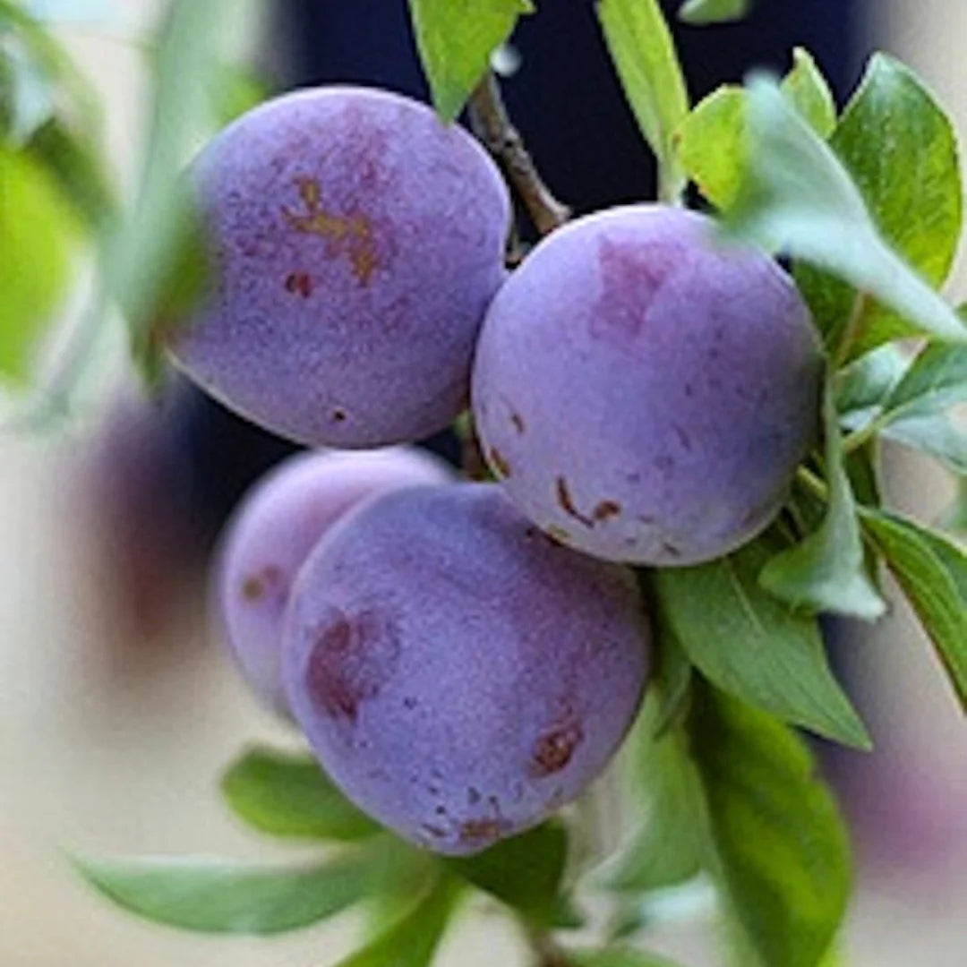 pomi fructiferi anna spath