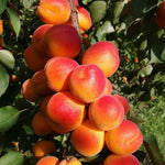 pomi fructiferi cais kioto