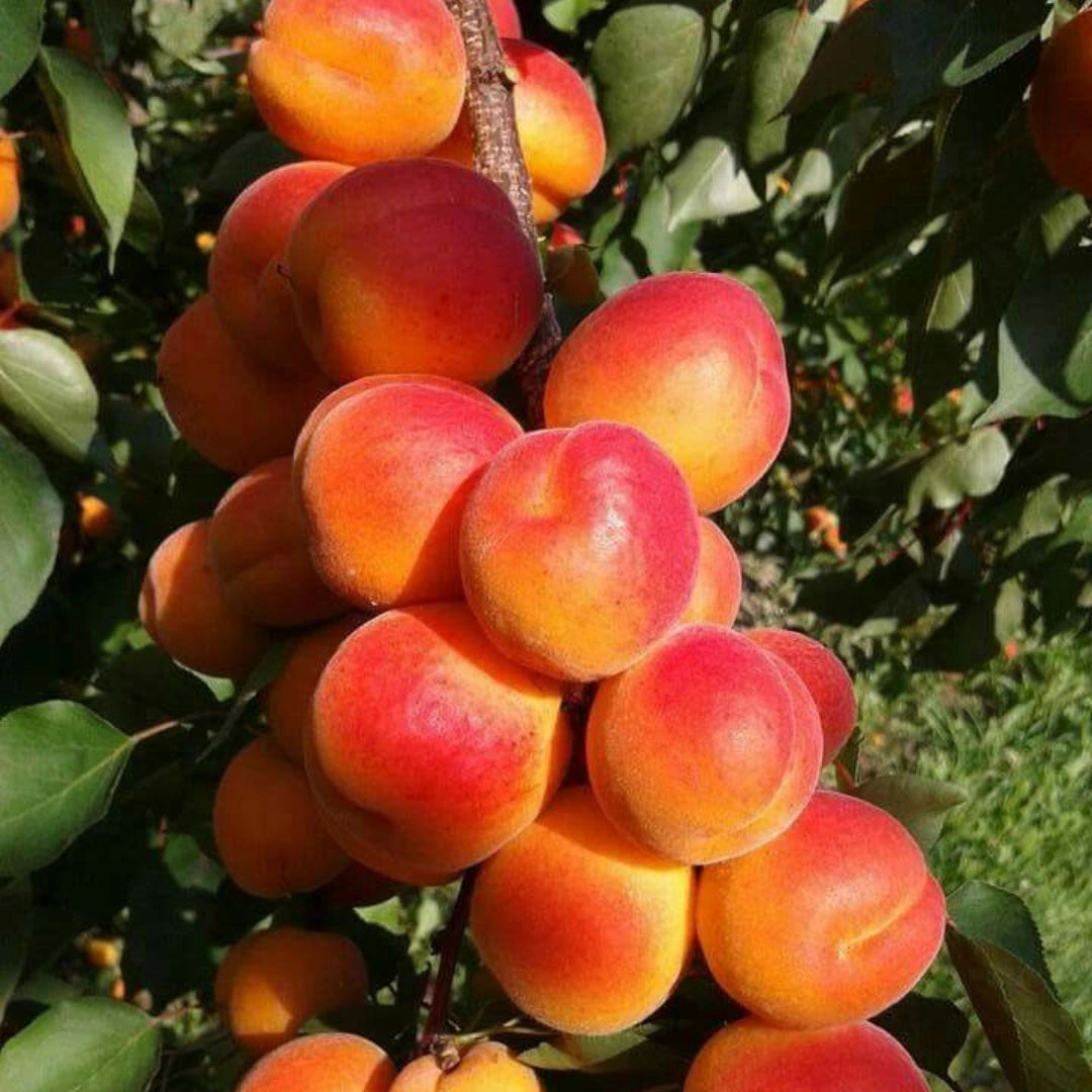 pomi fructiferi cais kioto