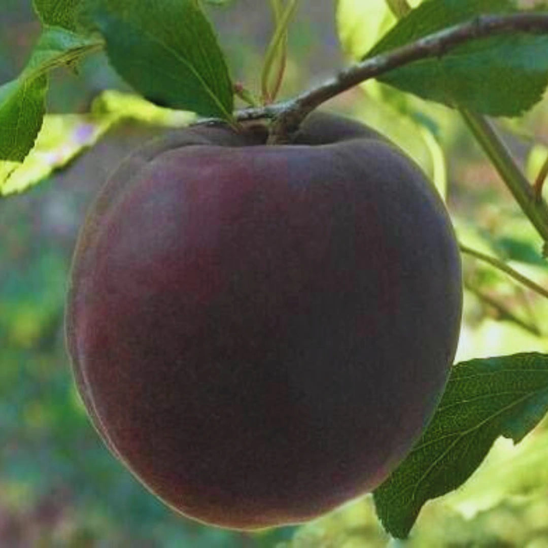 pomi fructiferi cais negru