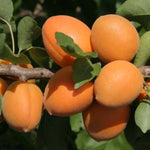 pomi fructiferi cais sungiant