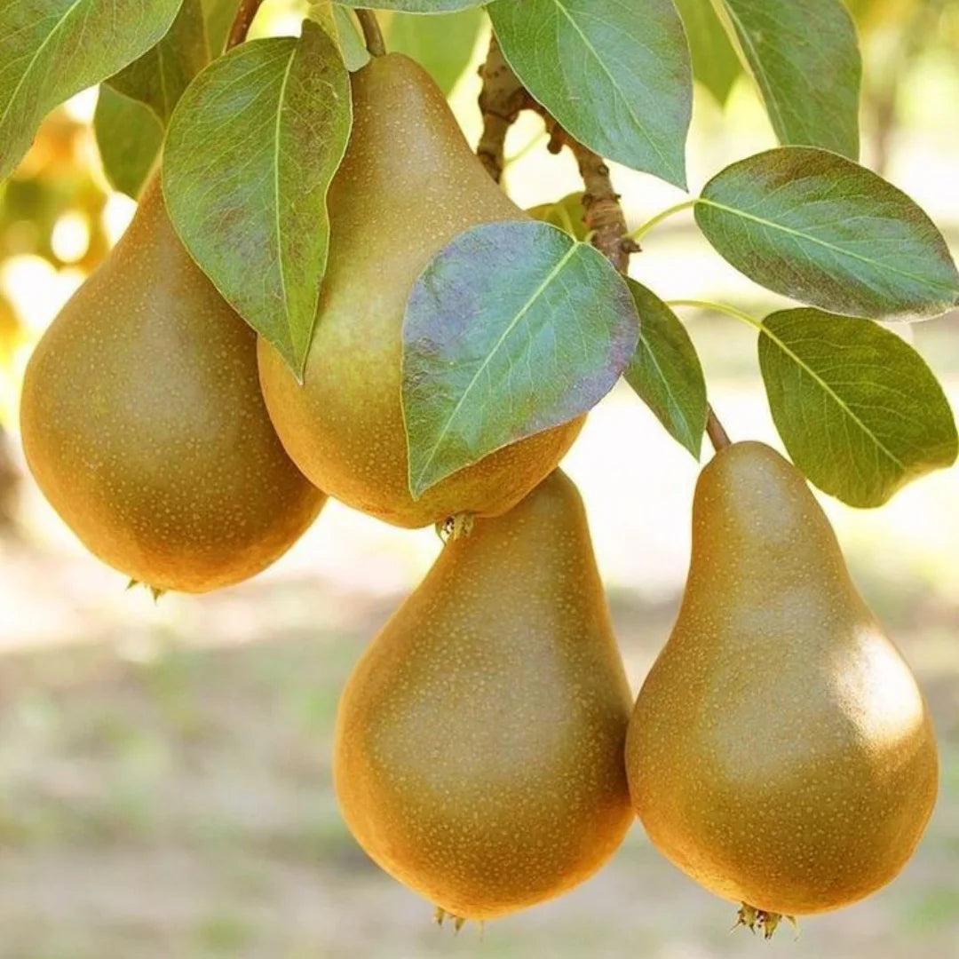 pomi fructiferi de voluntari