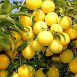 pomi fructiferi galben timpuriu