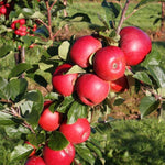 pomi fructiferi mar1