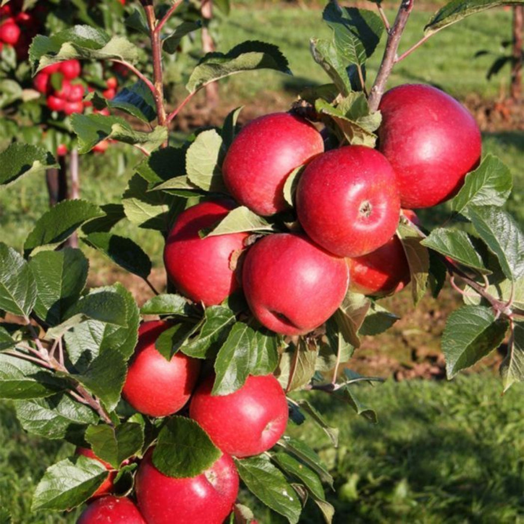 pomi fructiferi mar1