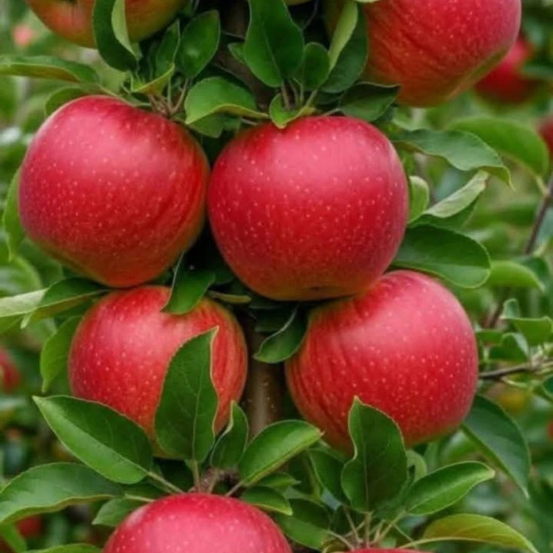 pomi fructiferi mar2