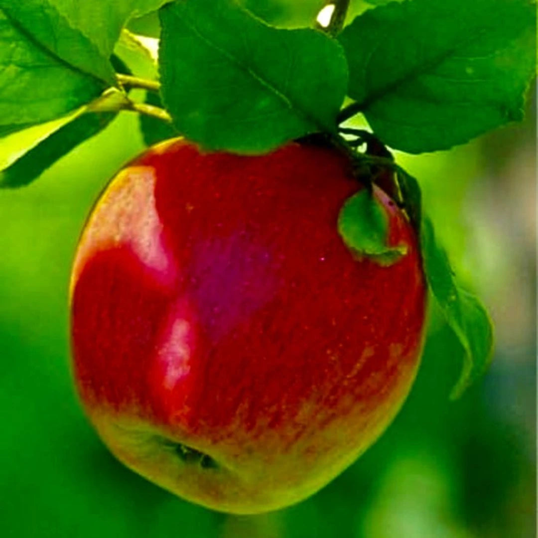 pomi fructiferi mar8