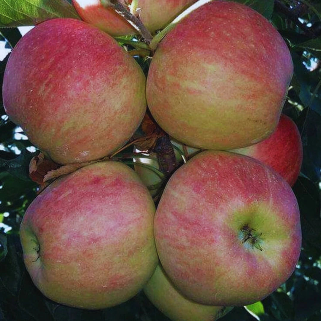 pomi fructiferi mar9