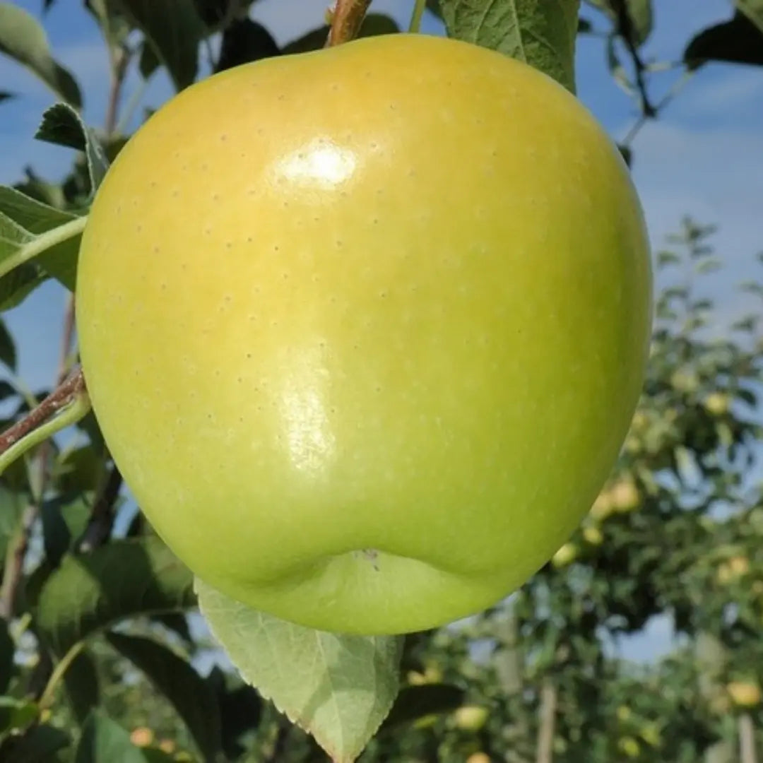 pomi fructiferi mar clar alb