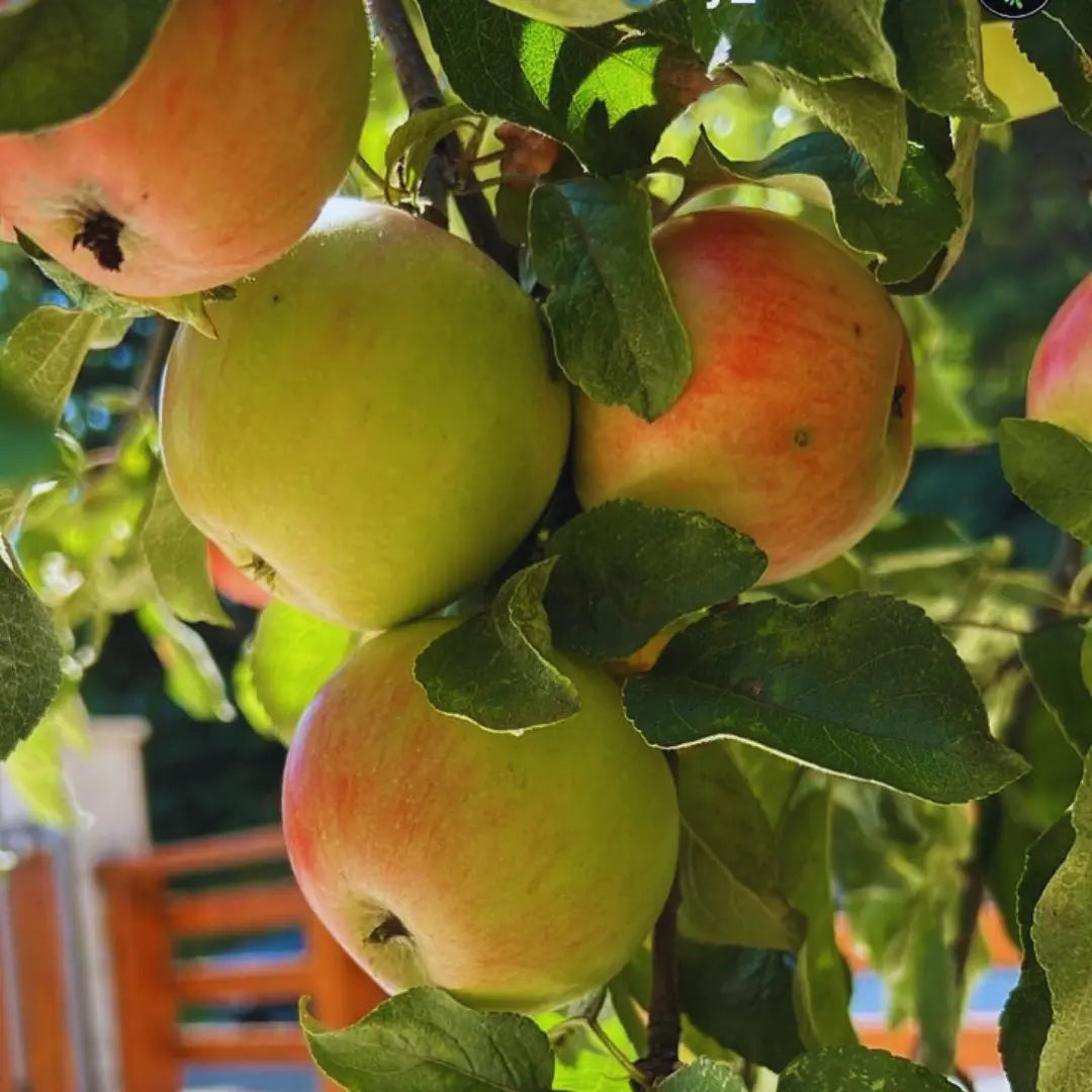 pomi fructiferi mar de vara dulce