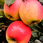 pomi fructiferi mar fuji